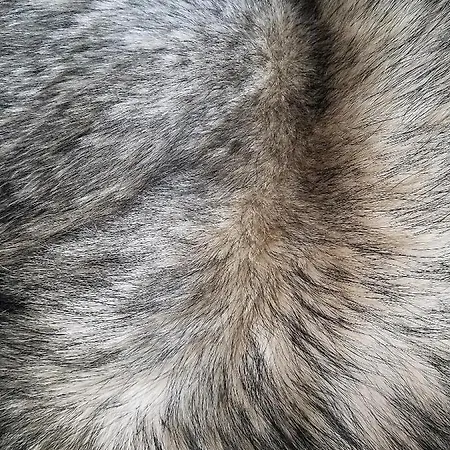 Economy Lomailevi アパート